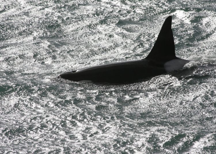 A orca speeds toward the beach before launching onto the beach to hunt baby sea lions in Argentina's Patagonian area of Punta Norte, March 21, 2008. A growing flow of tourists to the peninsula's 400,000 hectare nature reserve threatens sea lions babies colonies, penguins and wildlife phenomenon such as the orca hunt, so the government has expanded patrols to keep human off the beaches.  REUTERS/Enrique Marcarian (ARGENTINA)